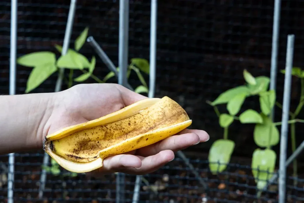 Die versteckten Schätze in Bananenschalen für den Garten