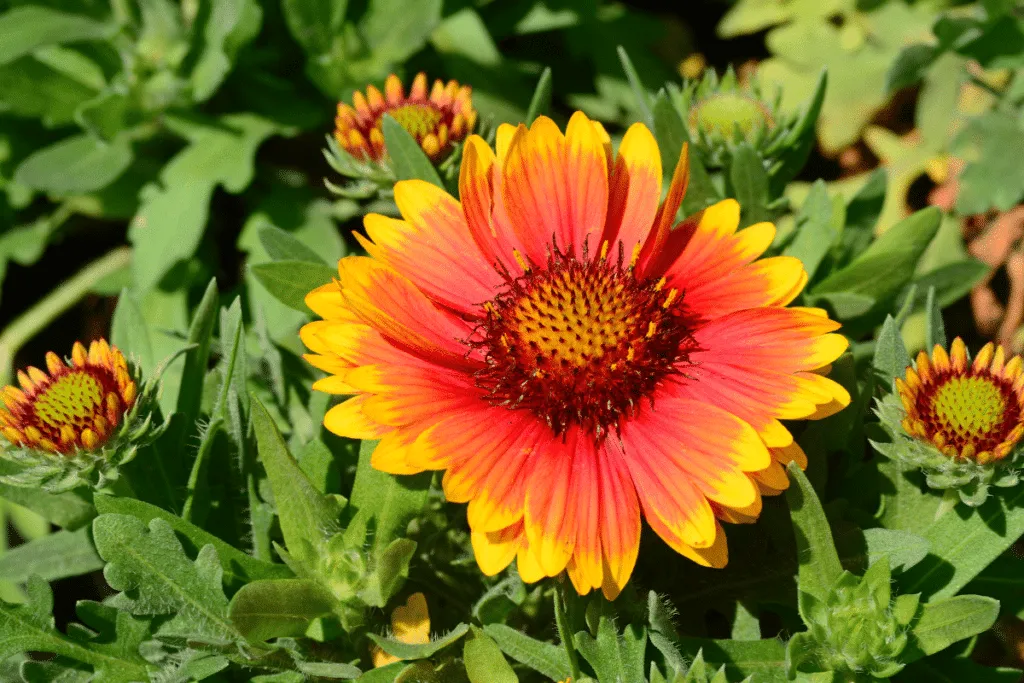 Herbstgarten: Farbenfrohe Übergangszeit