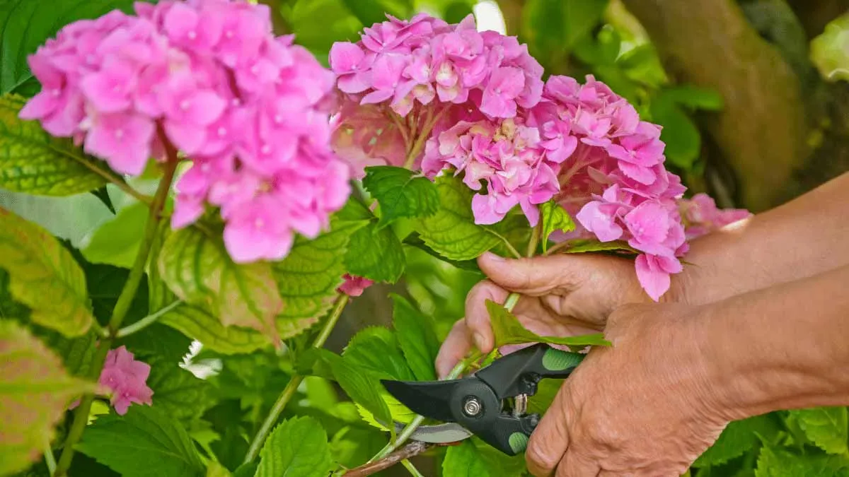 Die Kunst, Hortensien richtig zu schneiden: Ein Ratgeber für Gartenfreunde