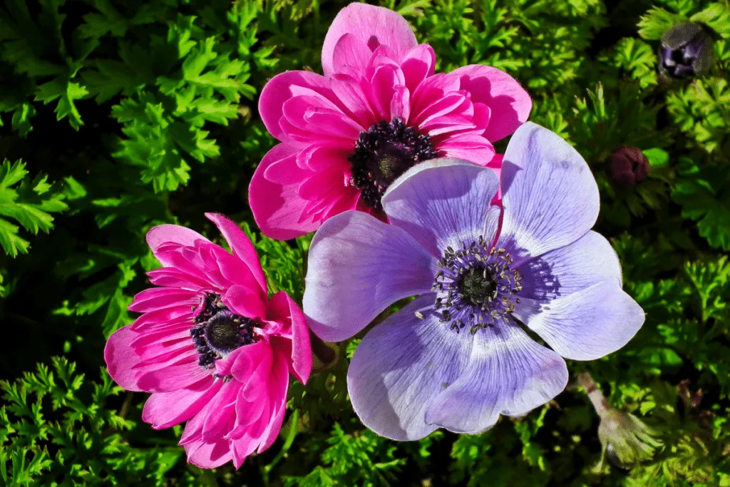 Herbstzauber im Garten: Die japanische Anemone als ideale Herbstpflanze