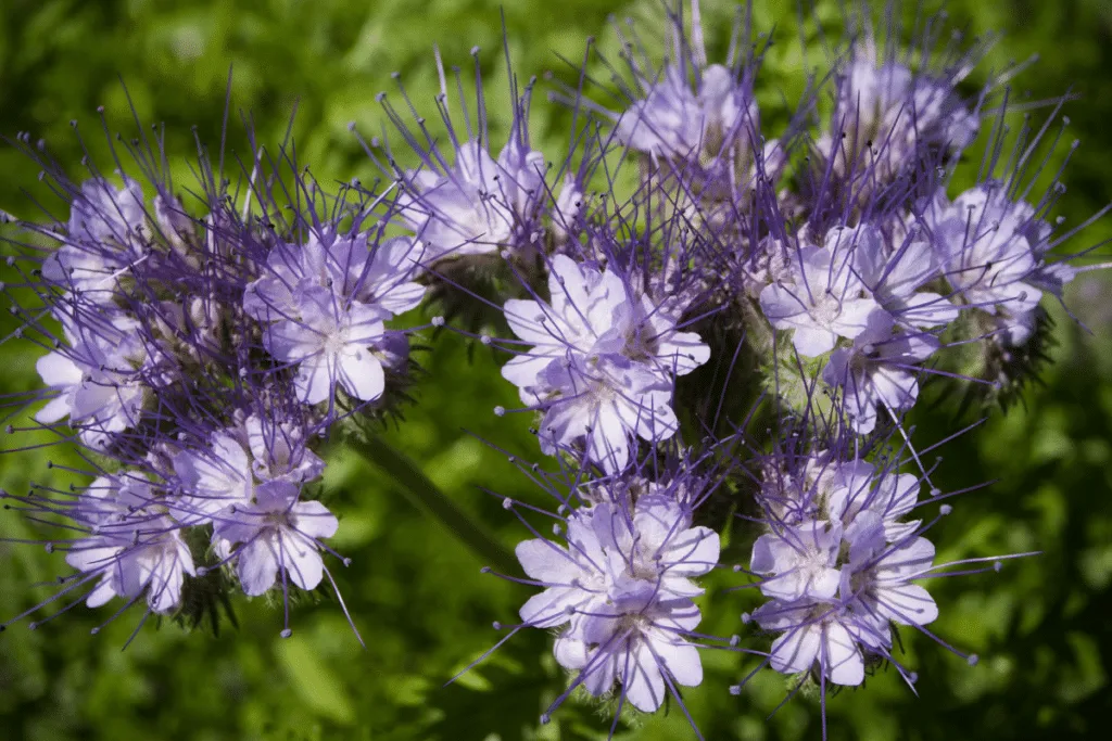 Phacelia: Die natürliche Lösung für einen gesunden Garten