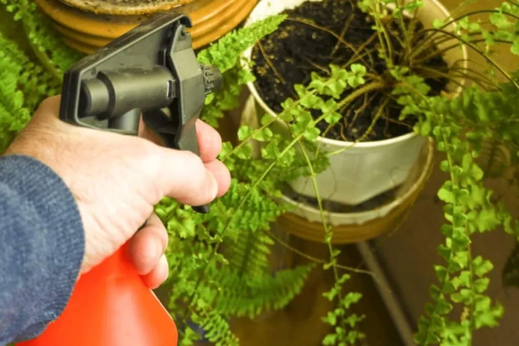 Natürliche Gartenpflege: Wie schwarze Seife wieder in Mode kommt