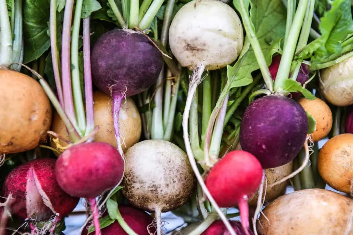 Der September-Garten: Ein Neustart fürs Gartenjahr