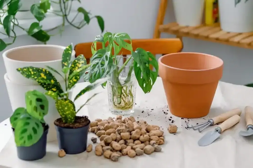 Tonkugeln: Ein vielseitiger Helfer in der Pflanzenpflege