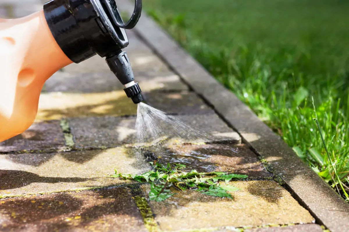 Spülmittel als geheimer Helfer gegen Unkraut