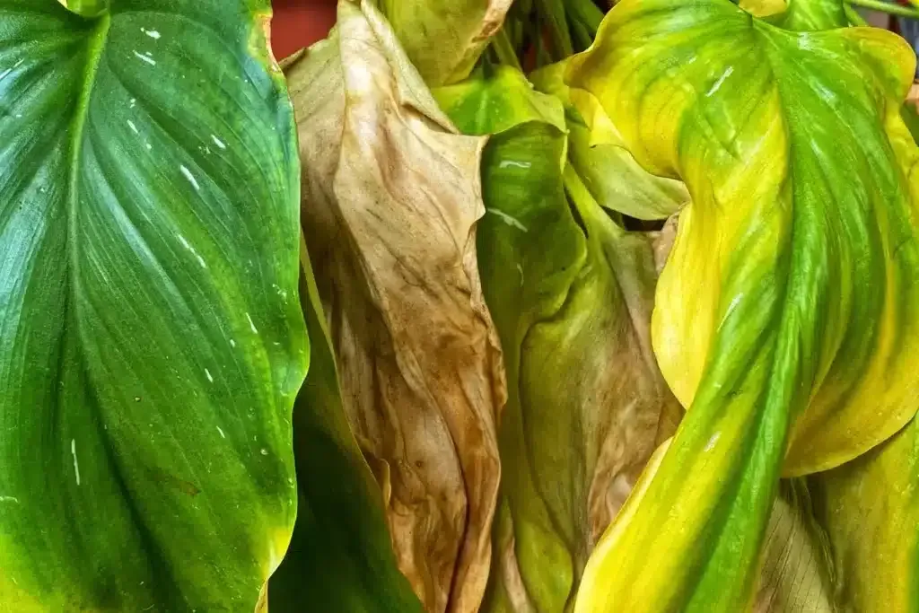 Ursachen und Lösungsansätze für braune Blattspitzen bei Zimmerpflanzen